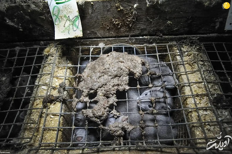 تصاویر تحسین شده مسابقه عکاسی حیات وحش ۲۰۲۲